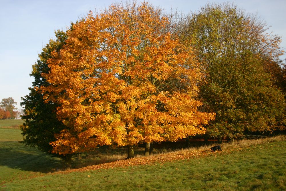 Image linking to the Tree Reshaping page for details of  and the  on offer there: Tree reshaping carried out on all types of trees throughout Gloucestershire, Herefordshire, Gwent, Powys, Ceredigion, Carmarthenshire, Pembrokeshire and Bristol areas.