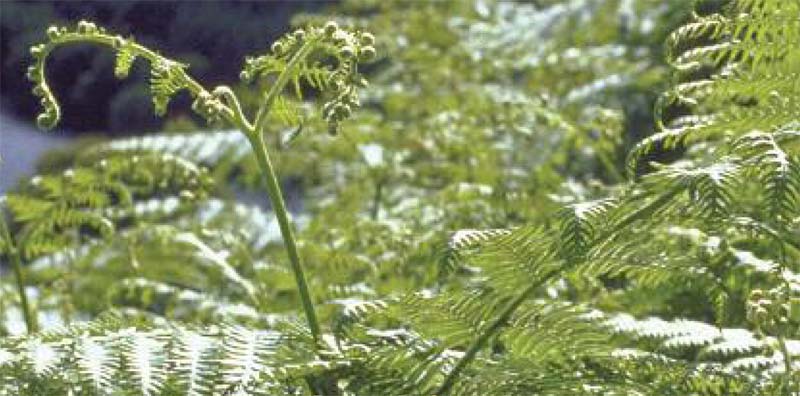 An image of Bracken Control-Don't miss the time limited deadline goes here.