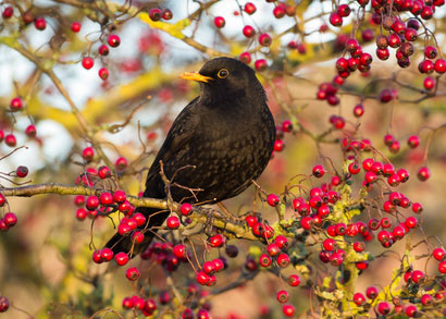 Image of British Nesting Bird Season 2014