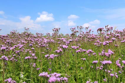 An image of Weed control in paddocks, pastures and fields goes here.