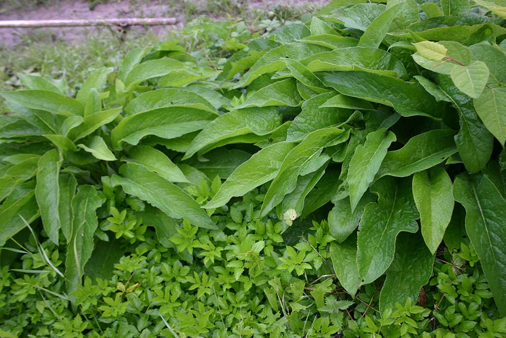 An image of August & September.  Time to watch out for broad-leafed weeds goes here.