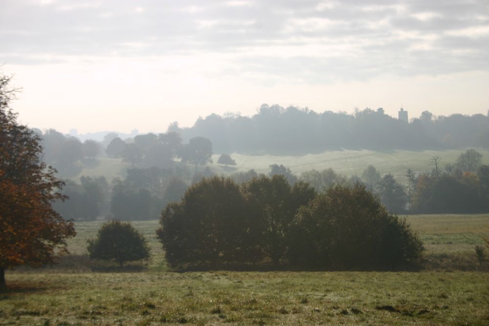 Image linking to the Tree Species page for details of  and the  on offer there: Use this page to help identify the species of tree that you have.  There are links through to the Woodland Trust where there is a wealth of information about tree types and how to care for them.