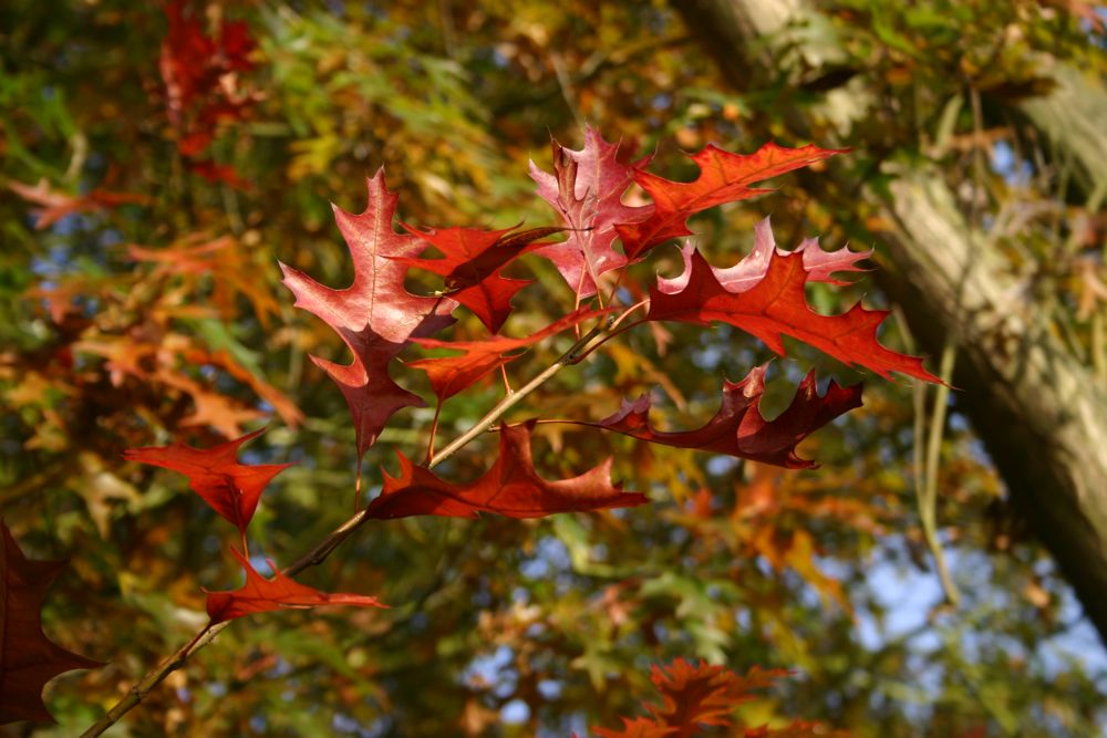 Image linking to the Tree Conservation page for details of  and the  on offer there: Tree conservation, tree protection and tree surgery throughout Gloucestershire, Herefordshire, Gwent, Powys, Ceredigion, Carmarthenshire, Pembrokeshire and Bristol areas.