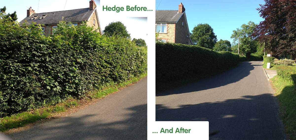 An image of Hedges need attention and regular trimming to keep their shape and appearance. goes here.