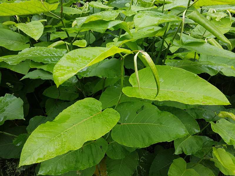 Image linking to the General Weed Control page for details of  and the  on offer there: Removal of invasive weeds such as Japanese Knotweed throughout Gloucestershire, Herefordshire, Gwent, Powys, Ceredigion, Carmarthenshire, Pembrokeshire and Bristol areas.