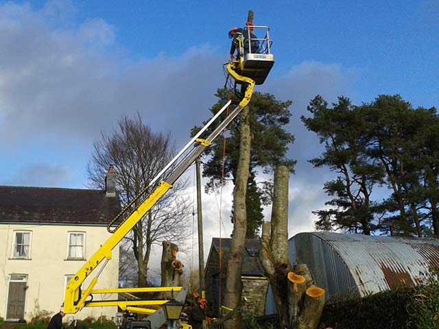 An image of Sectional tree felling in progress using our MEWP for access goes here.