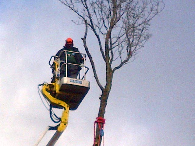 An image of Sectional tree felling in progress using our MEWP for access goes here.