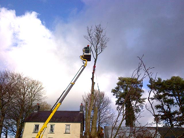 An image of Sectional tree felling in progress using our MEWP for access goes here.