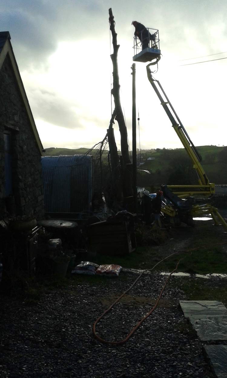 An image of Sectional tree felling in progress using our MEWP for access goes here.