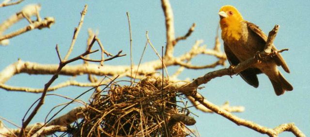 An image of The nesting bird season in Britain is nearly over.  Now's the time to think about your trees. goes here.