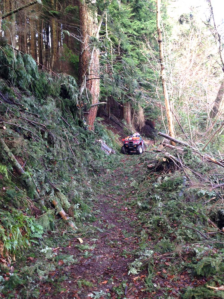 An image of Windblown tree removal near Tintern, Monmouthshire goes here.